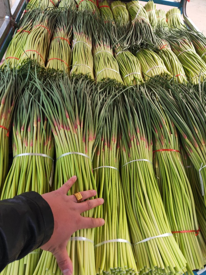 河南精品红帽蒜苔，供应电商，市场，超市，产地直发