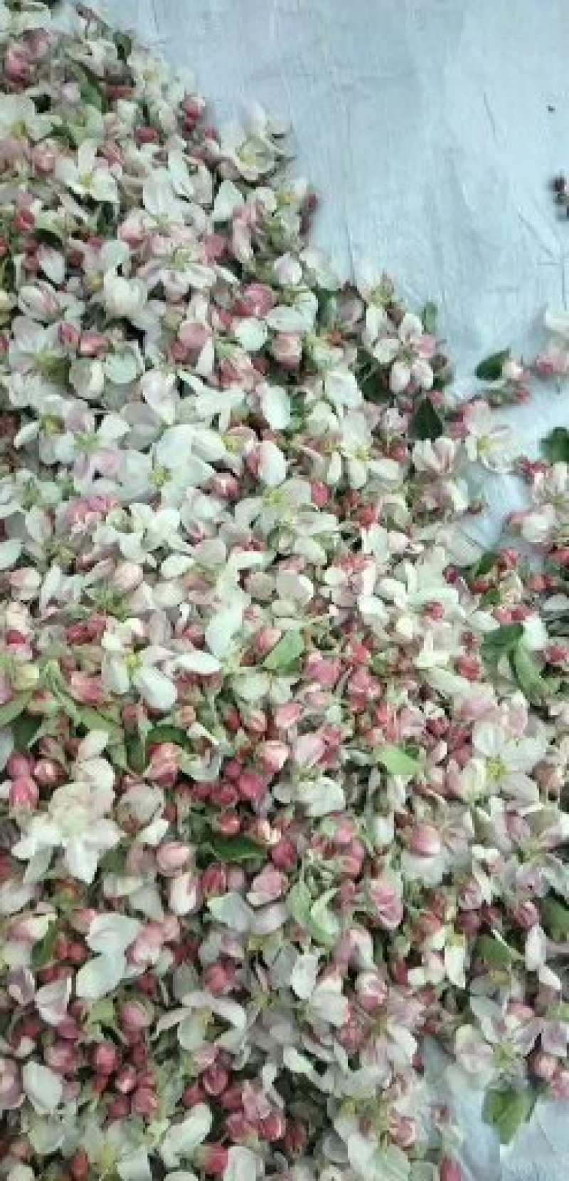 苹果花粉，苹果花粉加工高活性花药，毛粉