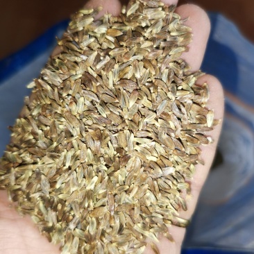 关苍术种子（苗）枪头菜，纯本地野生繁育地道药材！