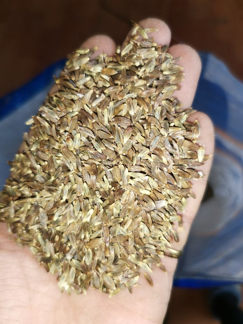 关苍术种子（苗）枪头菜，纯本地野生繁育地道药材！