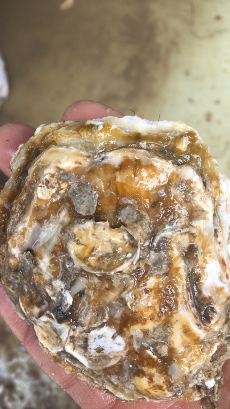 乳山牡蛎批发商，支持平台交易，一件代，发产地直供