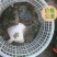新鲜多宝鱼大菱鲆比目鱼浅海养殖急冻发货