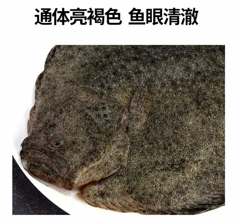新鲜多宝鱼大菱鲆比目鱼浅海养殖急冻发货