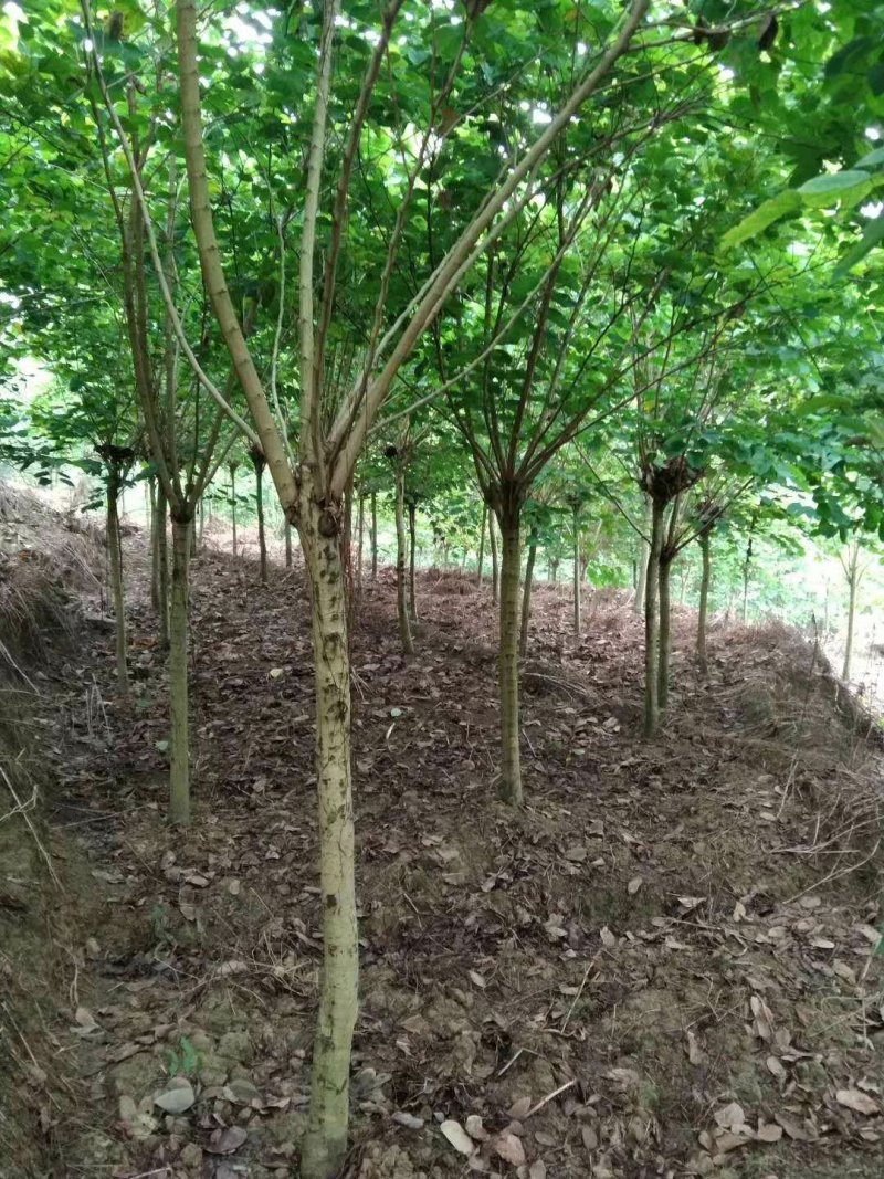 羊蹄甲，紫金花，8-15公分精品羊蹄甲，数量大