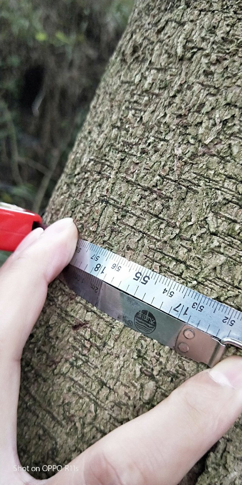 羊蹄甲，紫金花，8-15公分精品羊蹄甲，数量大