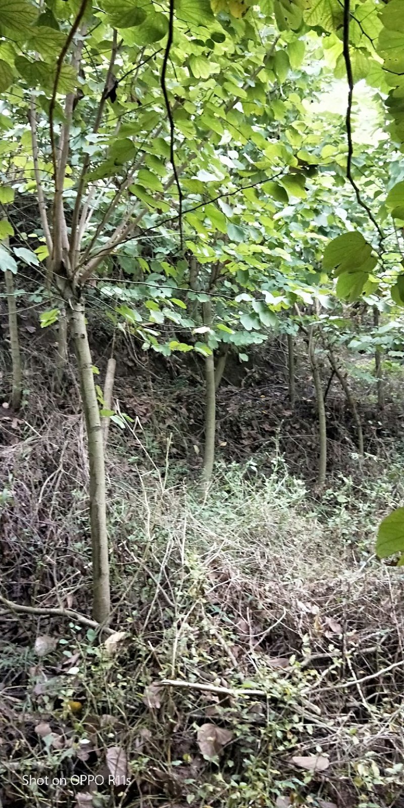 羊蹄甲，紫金花，8-15公分精品羊蹄甲，数量大