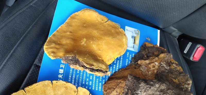 神龙架宜昌交界桑黄桑黄菌包邮