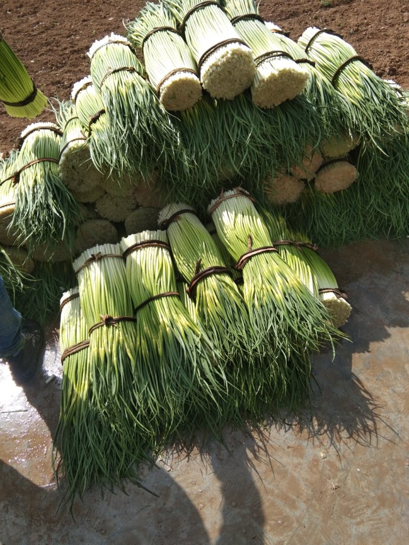 蒜薹
