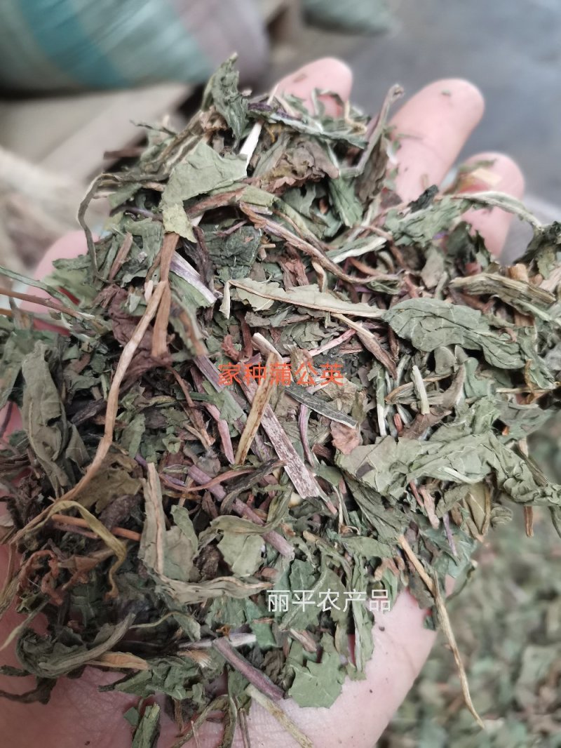 蒲公英山西野生人工挑选干净无杂一公斤起发货
