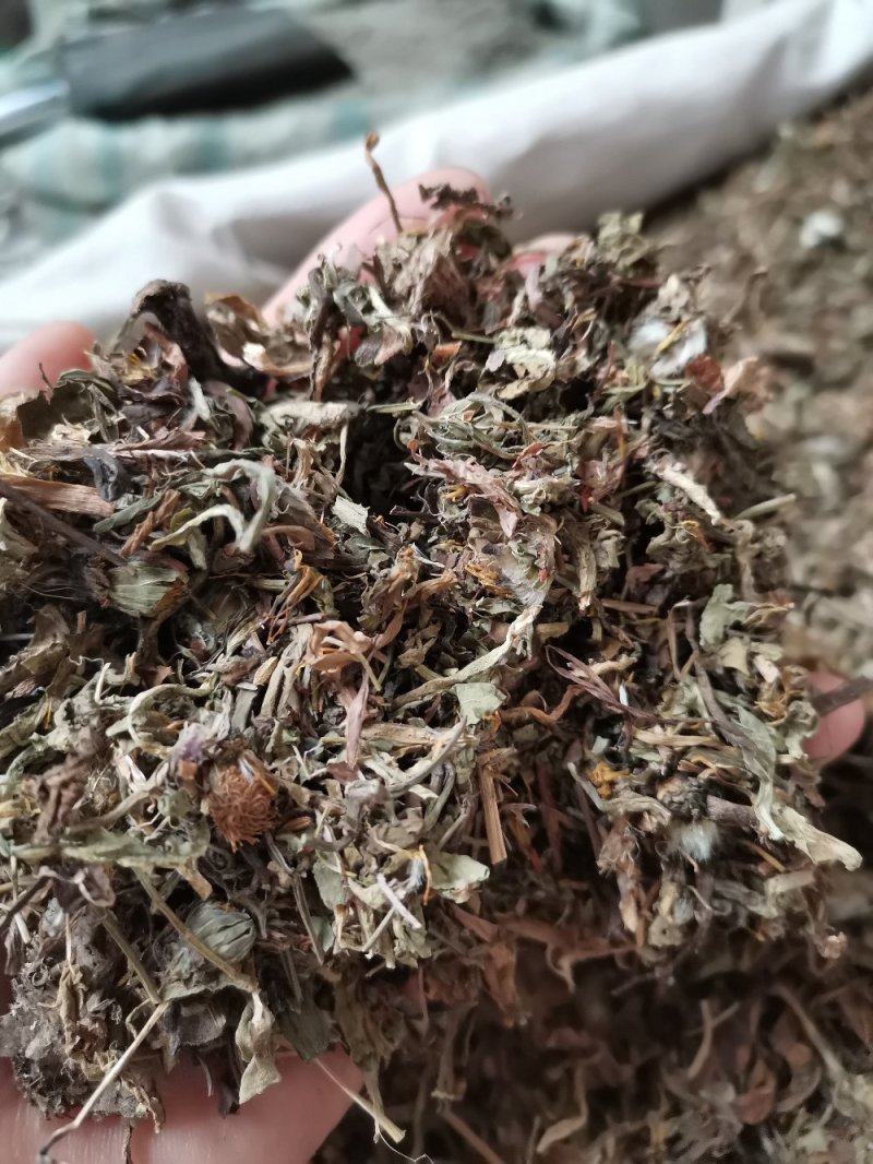 蒲公英山西野生人工挑选干净无杂一公斤起发货