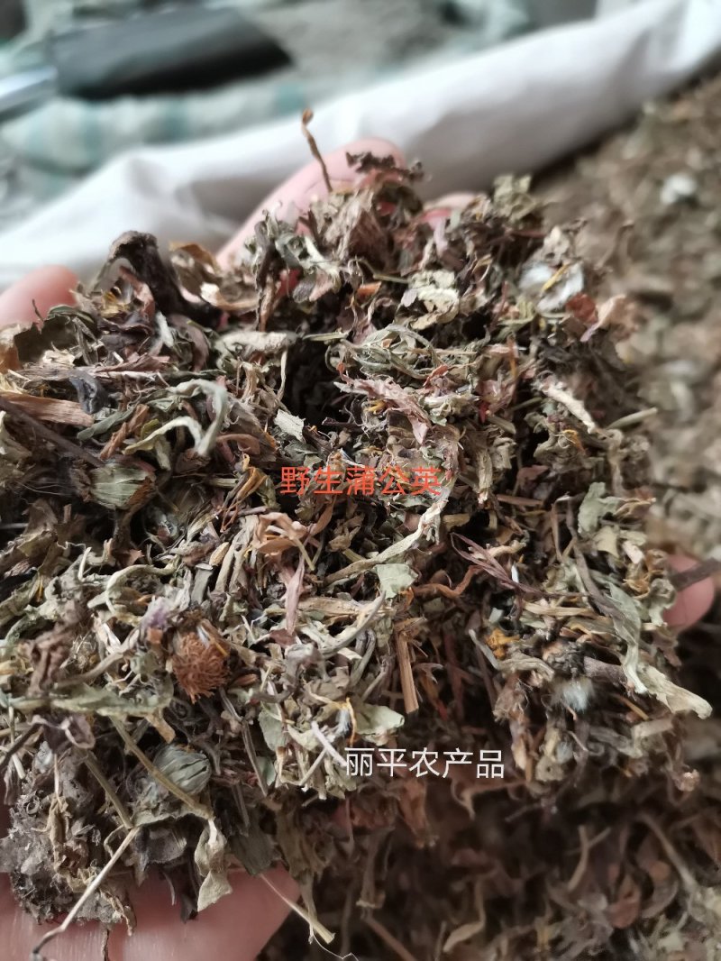 蒲公英山西野生人工挑选干净无杂一公斤起发货