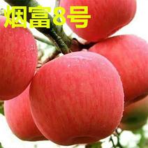 苹果苗，晚熟烟富8号，烟富10，果大肉脆南北方种植地栽