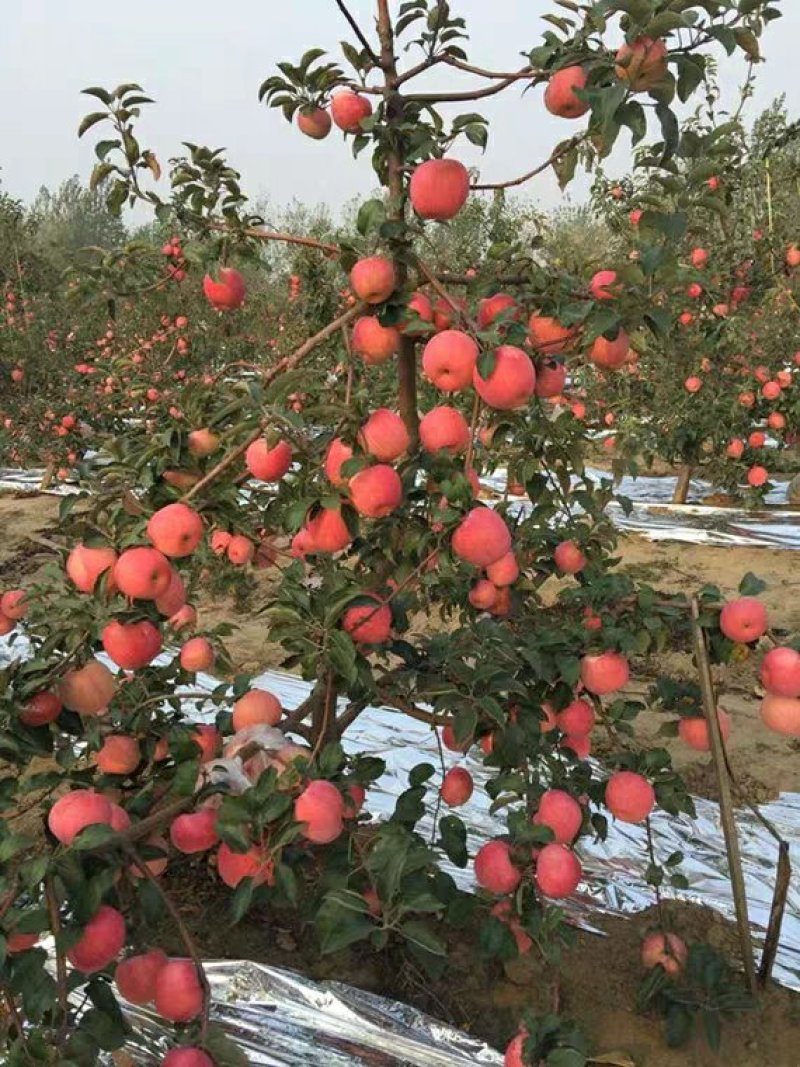 苹果苗，晚熟烟富8号，烟富10，果大肉脆南北方种植地栽