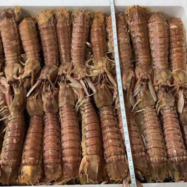 熟冻皮皮虾新鲜皮皮虾熟冻虾爬子虾姑虾婆婆琵琶虾满肉