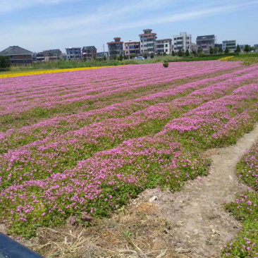 酢浆草