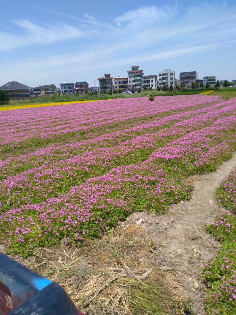 酢浆草