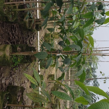 紫花风铃木风景树绿化树苗种植物(广东普宁紫花风铃木供应商)