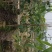 紫花风铃木风景树绿化树苗种植物(广东普宁紫花风铃木供应商)