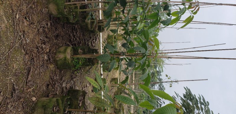 紫花风铃木风景树绿化树苗种植物（广东普宁紫花风铃木供应商）