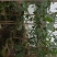 紫花风铃木风景树绿化树苗种植物(广东普宁紫花风铃木供应商)