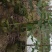 紫花风铃木风景树绿化树苗种植物(广东普宁紫花风铃木供应商)