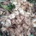 黄精块茎，黄精种茎【四川多花不倒苗姜型甜黄精】有大货