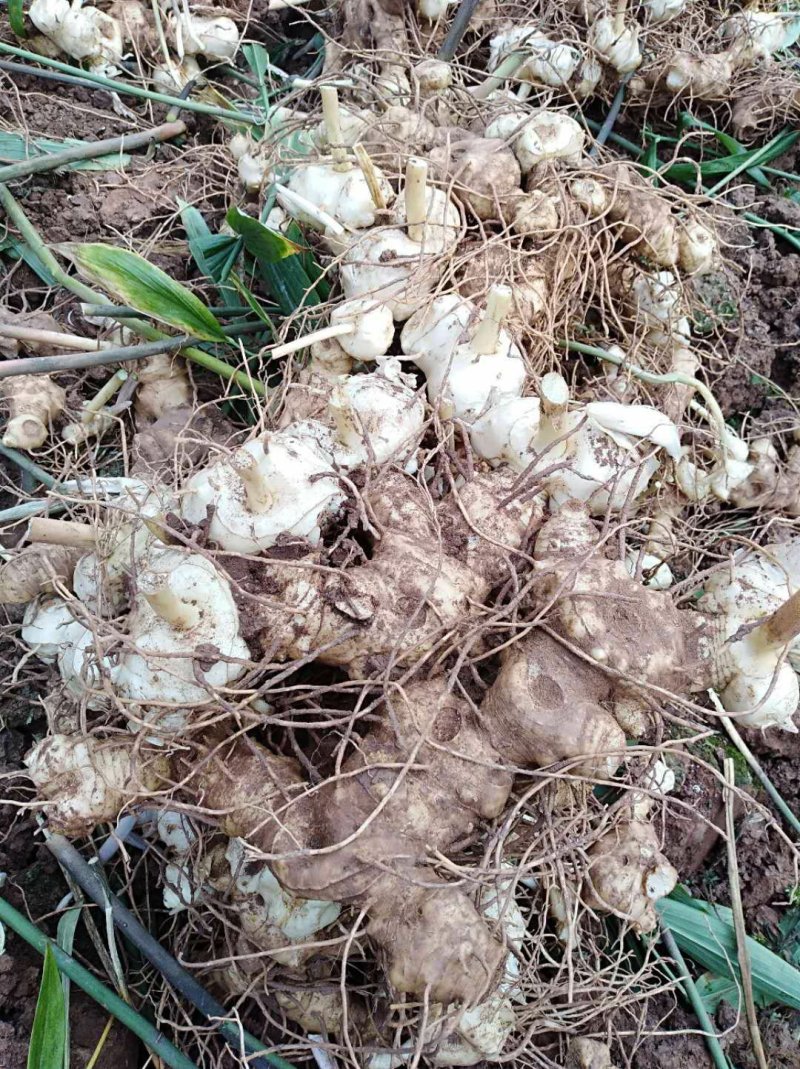 黄精块茎，黄精种茎【四川多花不倒苗姜型甜黄精】有大货