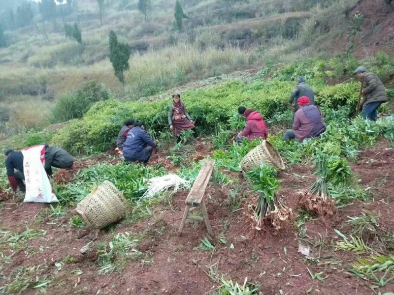 黄精块茎，黄精种茎【四川多花不倒苗姜型甜黄精】有大货