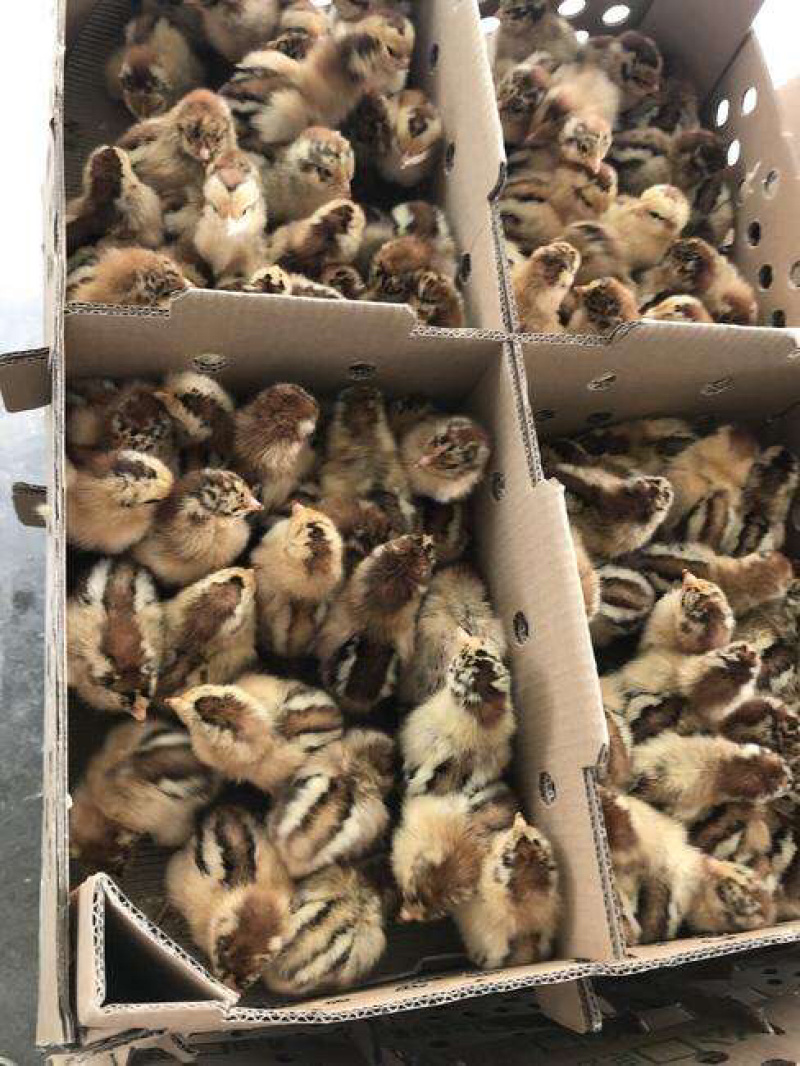 出售：优质良凤花鸡苗、品质优良包注射疫苗，包路损