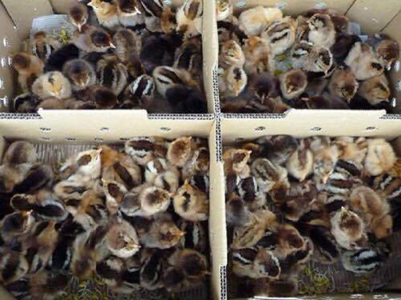 出售：优质良凤花鸡苗、品质优良包注射疫苗，包路损