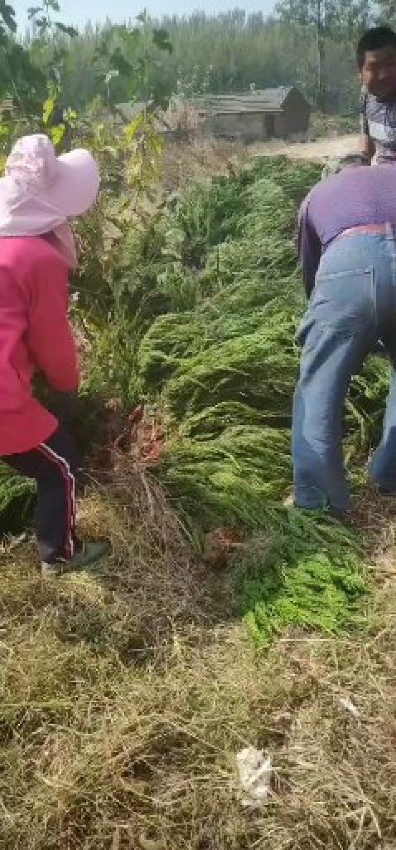 龙柏龙柏龙柏球规格全绿化工程用苗