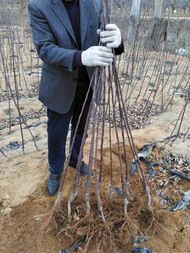 苹果苗，嫁接美国红蛇果树苗，花牛苹果苗，现挖，南北方种植