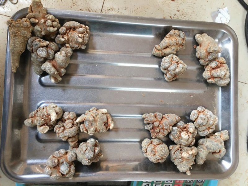 云南文山三七20头滑头足干老货文山田七三七粉足20头