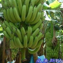 包邮正品【广西灵山威廉斯B6香蕉粉蕉】营养杯苗/直销