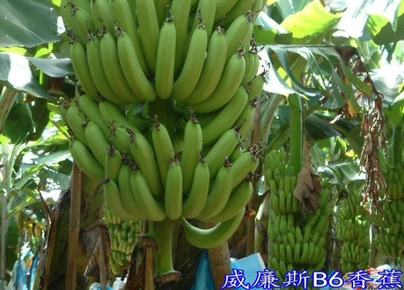 包邮正品【广西灵山威廉斯B6香蕉粉蕉】营养杯苗/直销