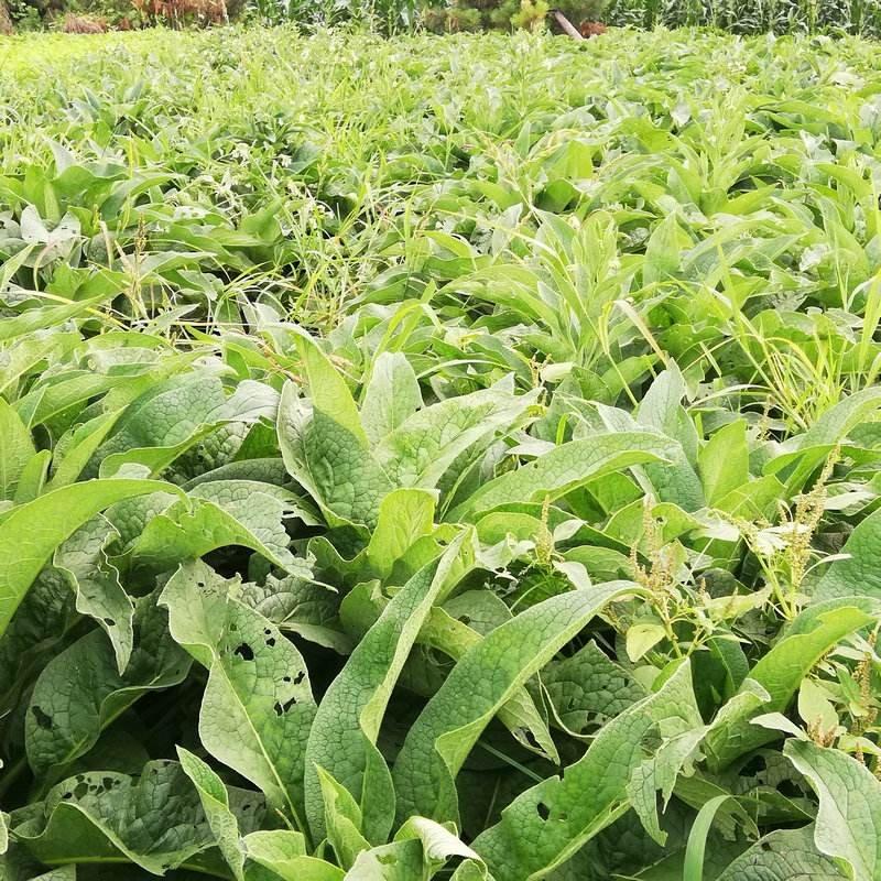 俄罗斯饲料菜-聚合草种根、耐寒生命力强、鸡鸭鹅牛羊猪牧草