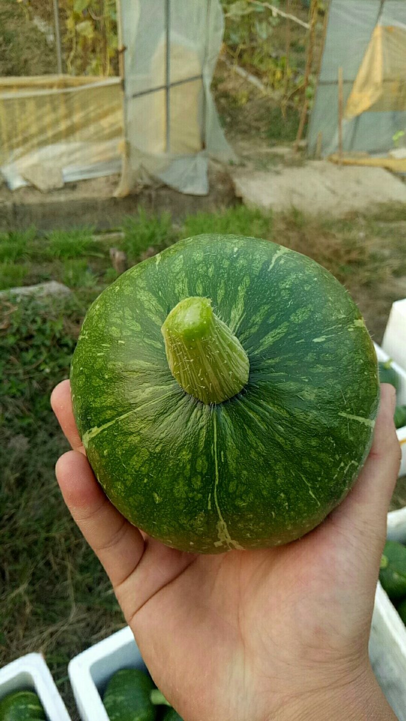 惠和南瓜，嫩贝贝南瓜，3号南瓜，特优级南瓜