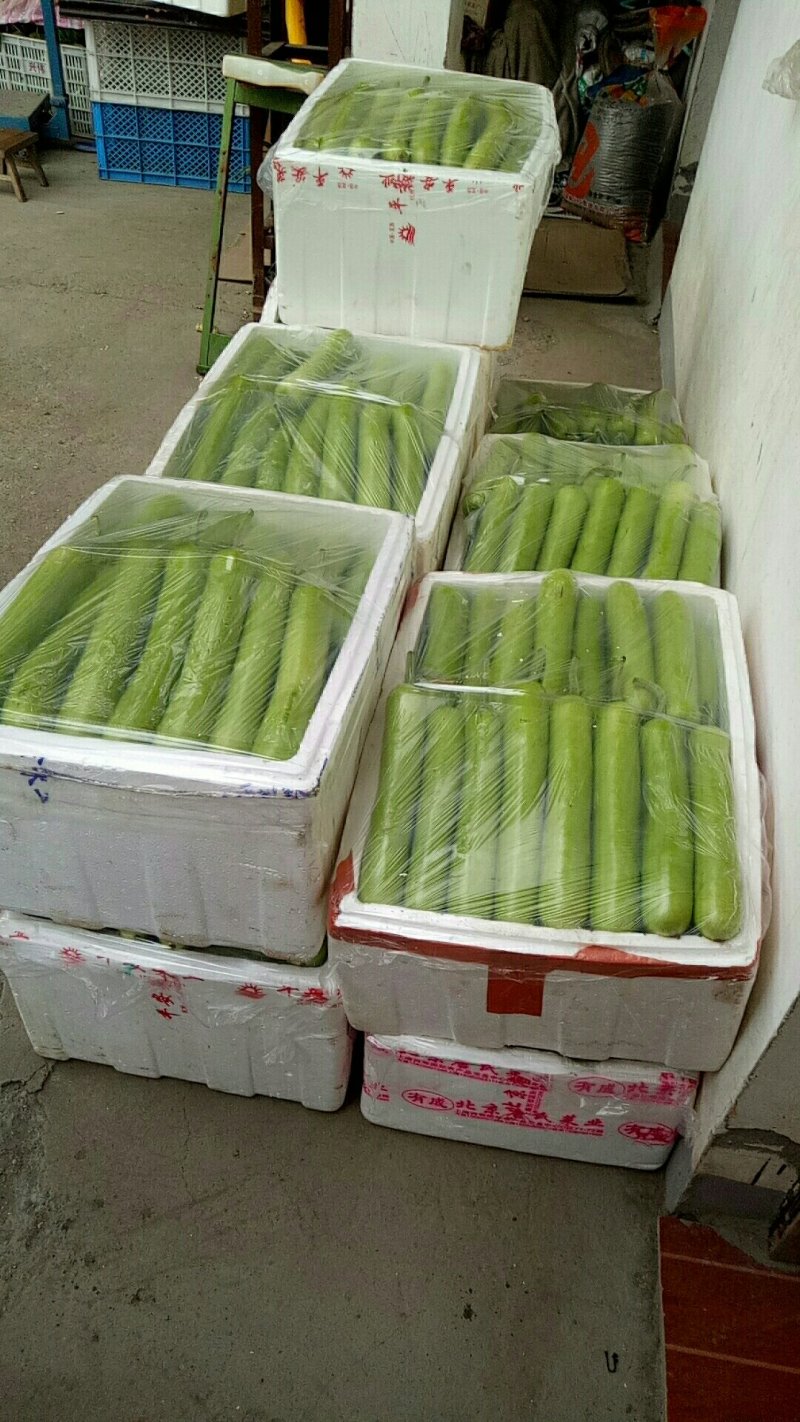 长瓜，夜开花，瓠子。精品，通货，标箱都可