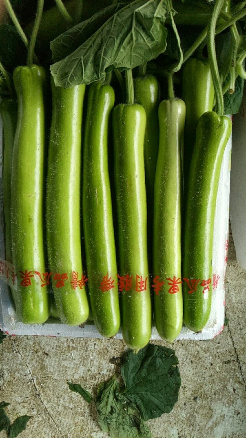 长瓜，夜开花，瓠子。精品，通货，标箱都可