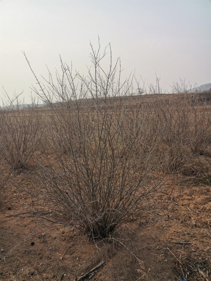 丛生石榴树