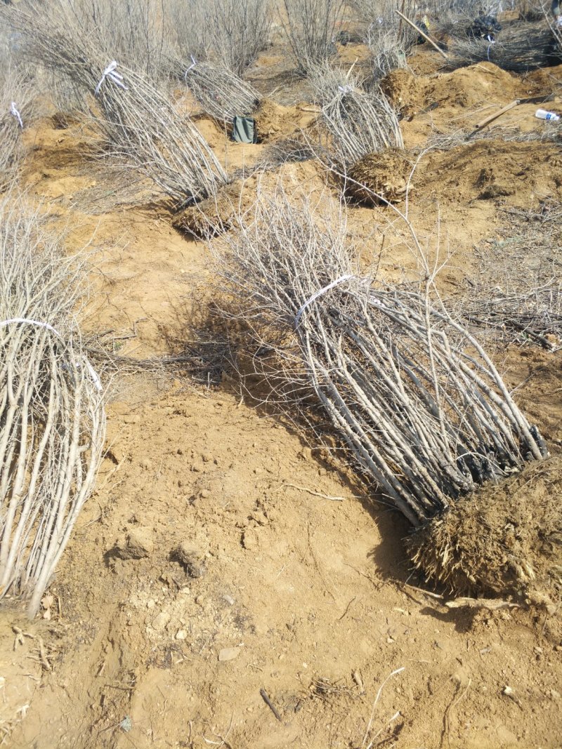 丛生石榴树