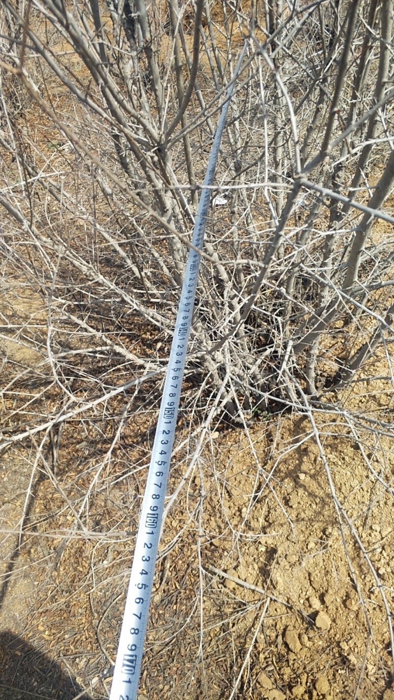 丛生石榴树