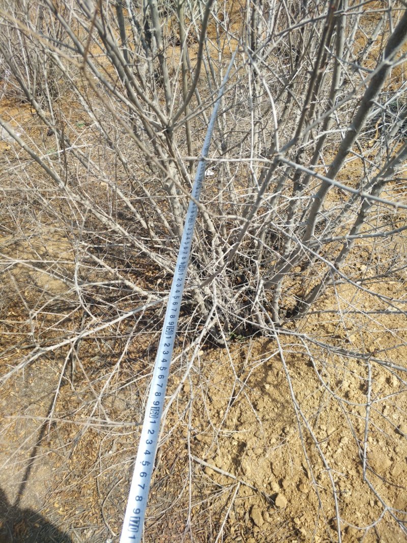 丛生石榴树