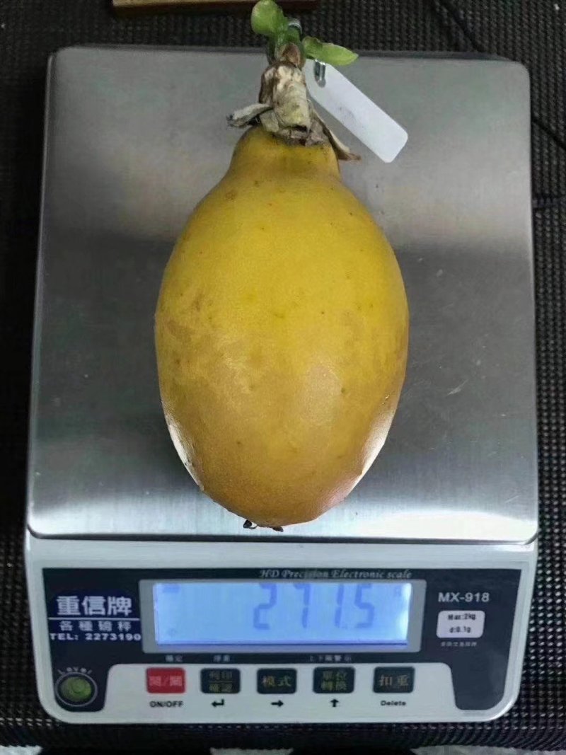 热卖木瓜百香果苗木瓜香蜜百香果苗百香果苗一件代发