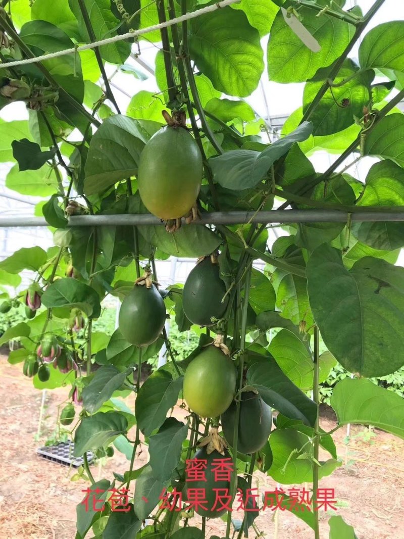 热卖木瓜百香果苗木瓜香蜜百香果苗百香果苗一件代发