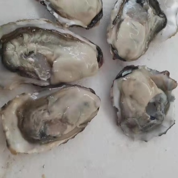 鲜活乳山生蚝，养殖加工一条龙！乳山生蚝可以生吃的牡蛎