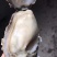 鲜活乳山生蚝，养殖加工一条龙！乳山生蚝可以生吃的牡蛎