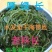 水发菜用长厚海带丝:深海厚绿干海带丝.墨绿无沙1:6泡发