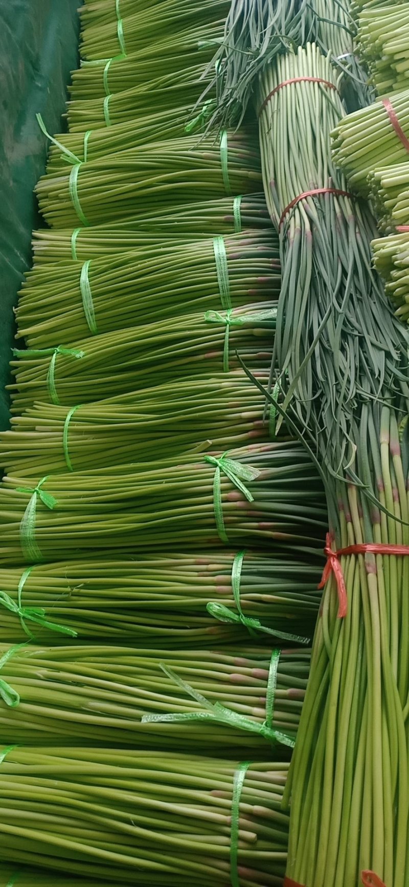 蒜薹