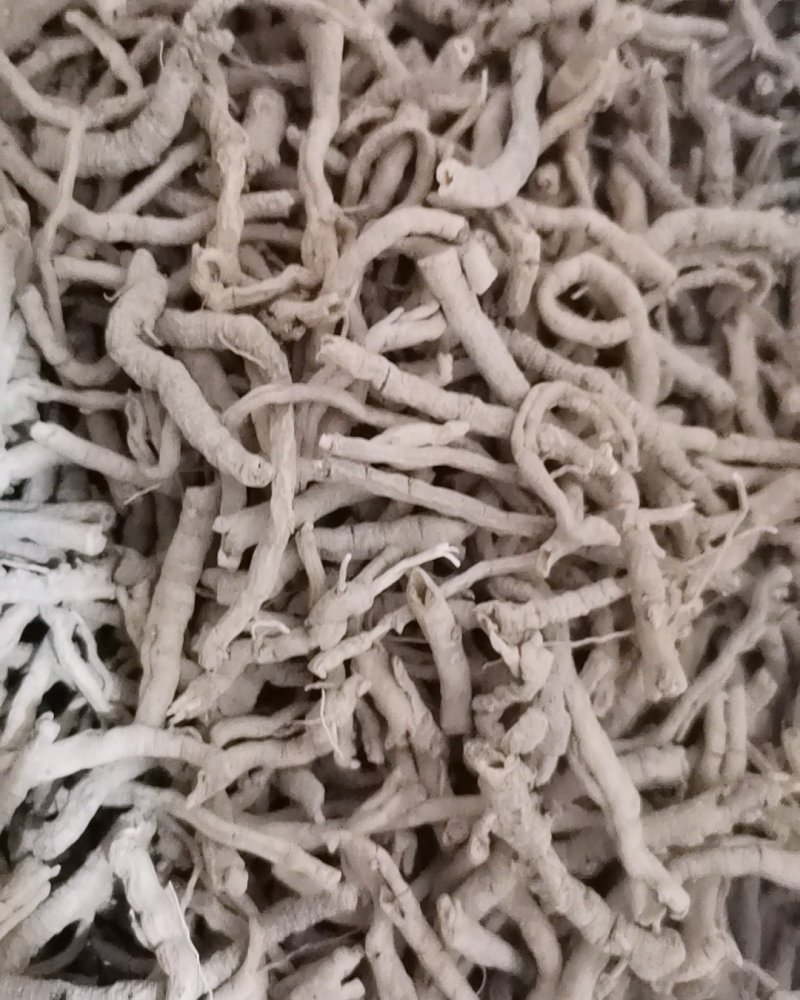 选装远志大量批发零售正品保证质量